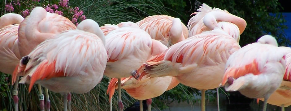 支付宝担保的小七电话在线网页轰炸