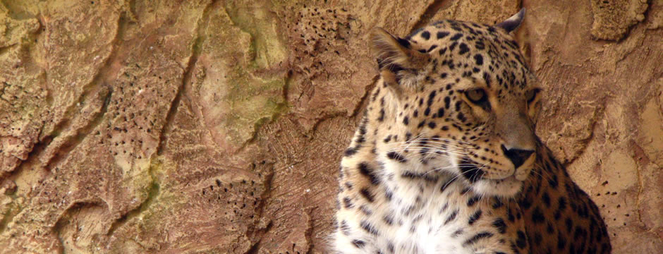 打爆别人手机号的软件